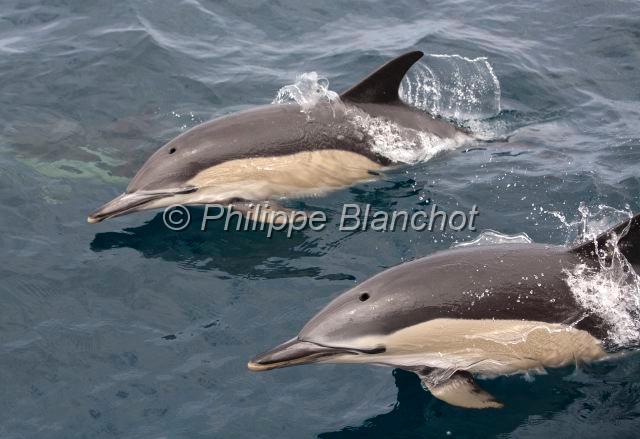 Portugal Acores 02.JPG - Portugal, Açores, au large de l'île de Faial, dauphins communs (Delphinus delphis), bond en arc de cercle